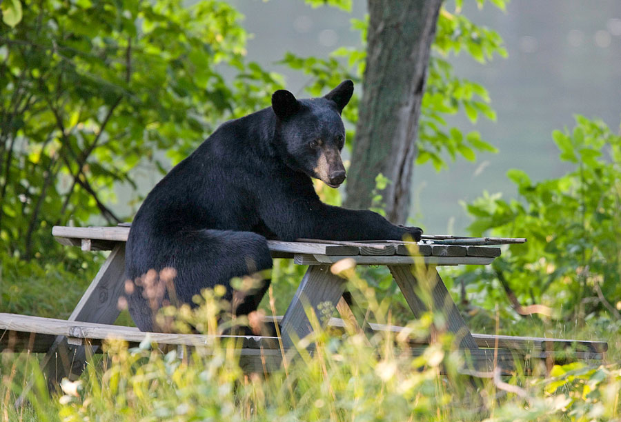 Black bears: Vermont’s largest pests – Basement Medicine