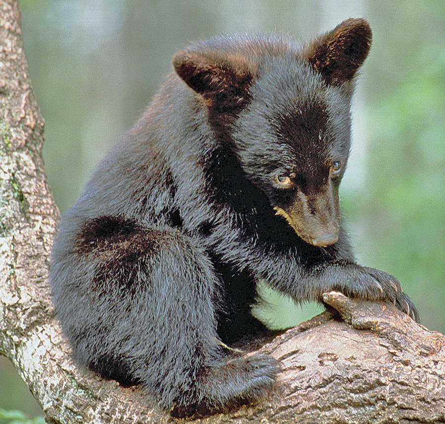 Black bear population booming – Basement Medicine